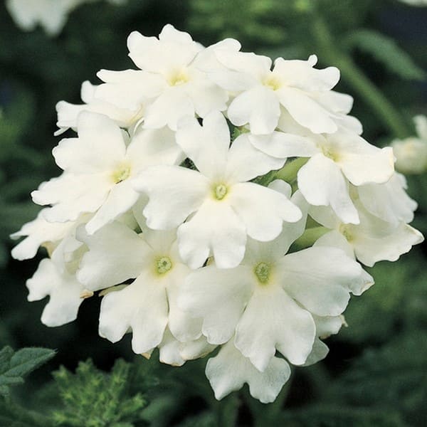 57 (1)
