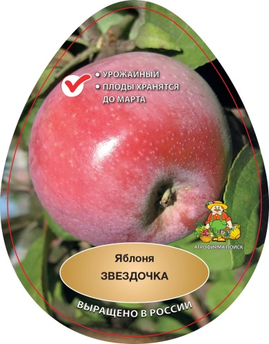 yablonya_zvezdochka