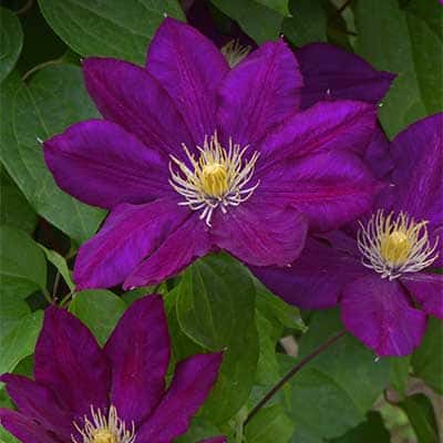 cl_clematis_lech_kaczynski (1)