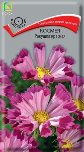 kosmeya_rakushka_krasnaya (1)