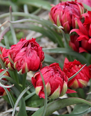 tulipan_botanic_samanta
