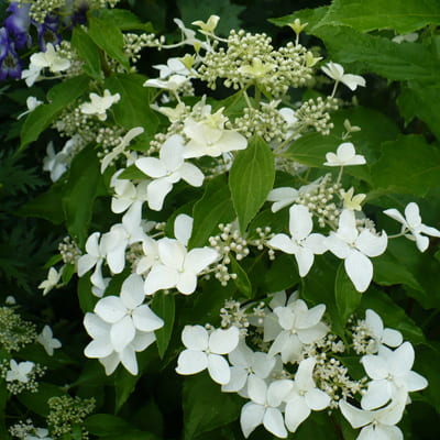 gorten_metel_magical_starlite (1)