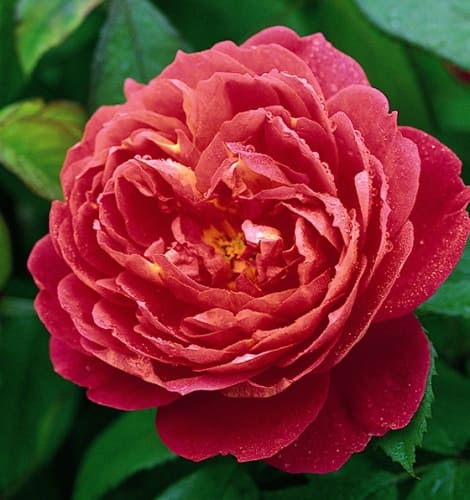 rosa_english_park_benjamin_britten (1)