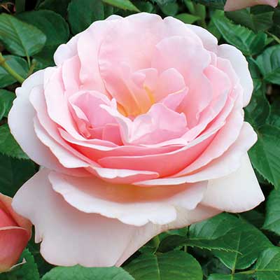 rosa_tantau_chai_gibrid_afrodita