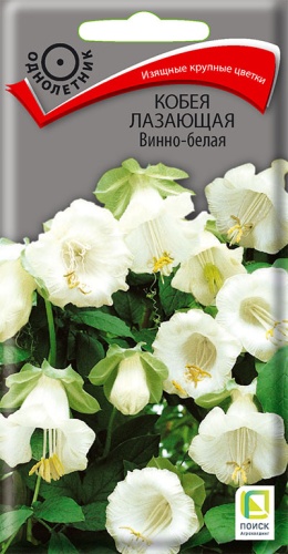 kobeya_laza_vinno_belaya