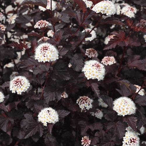 puzireplodnik_kalinolist_summer_vine-0000