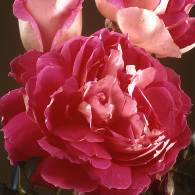 rosa_raffls_floribunda_raffls_passion (1)
