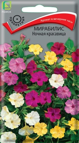 mirabilis_nochnaya_krasavica (1)