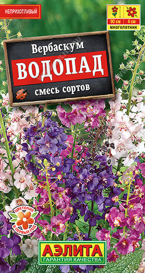 Вербаскум (1) (1) Вербаскум (1) (1)