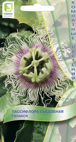 passiflora_siedob_gelaksi (1)