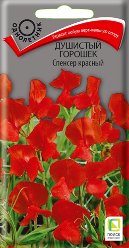 dushisty_goroshek_spenser_krasny