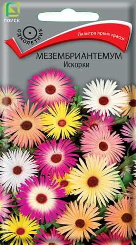 mezembriantemum_iskorki (1)
