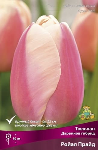 tulipan_darvinov_gibrid_royal_pride_kaper (1)