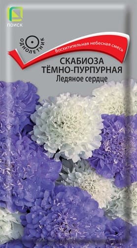 scabioza_temno_purpurnay_ledyanoe_serdce (1)