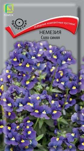 nemezia_solo_sinyaya (1) nemezia_solo_sinyaya (1)