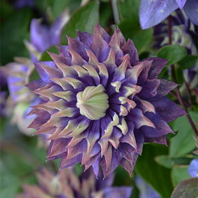 cl_clematis_taiga (1)