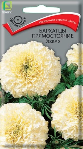 barhatsy_pryamost_eskimo (1)