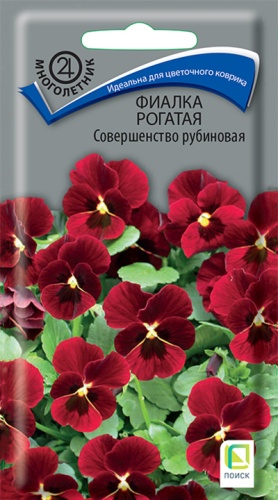 fialka_rogataya_sovershenstvo_rubinovaya