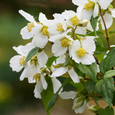 zhasmin_sadov_erectus (1)