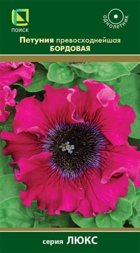 petunia_prevoshodneyshaya_bordovaya (1)