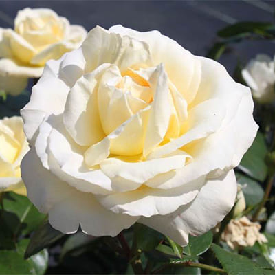 rosa_chaino_gibrid_la_perla (1)