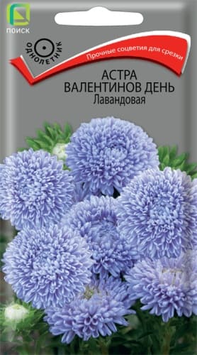 astra_valentinov_den_lavandovaya (1)