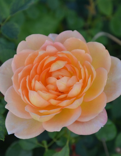 rosa-english-lady-of-shalott-krupnyy-plan-2