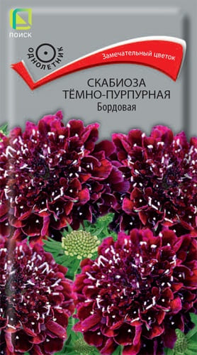 scabioza_temno_purpurnay_bordovaya (1)