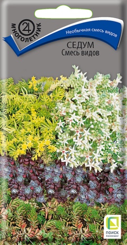sedum_smes_vidov