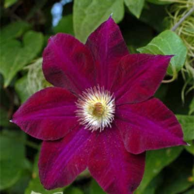 cl_clematis_mazowsze (1)