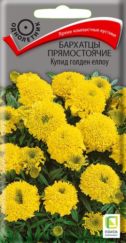 barhatsy_pryamost_kupi_golden_yellow