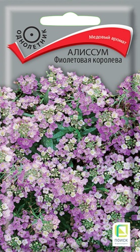 alissum_fioletovaya_koroleva