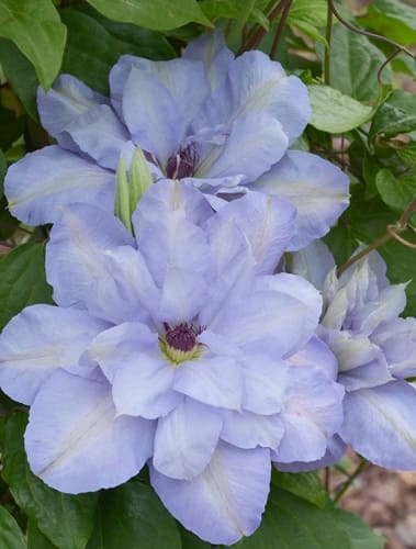 cl_clematis_blue_cotillion (1)