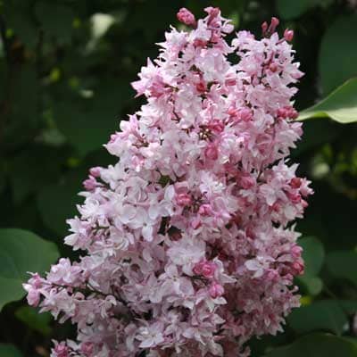 siren_obyknoven_olympiada_kolesnikova (1)