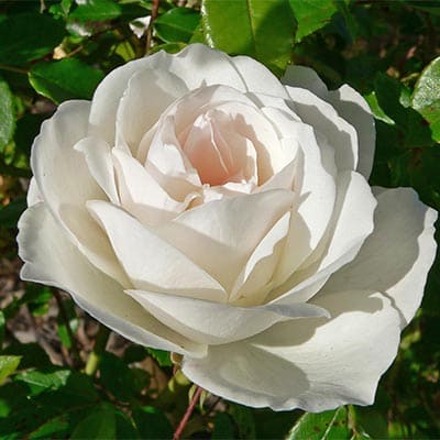 rosa_floribunda_iceberg (1)