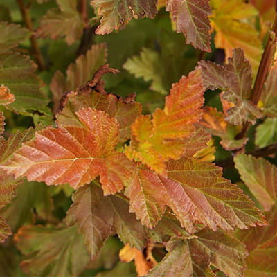 puzireplodnik_kalinolist_amber_jubilee (1)