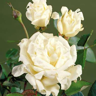 rosa_raffls_floribunda_raffls_queen (1)