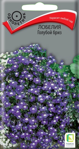 lobelia_goluboi_briz