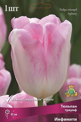 image (42)