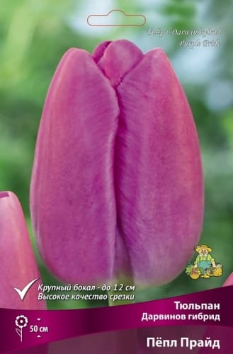 tulipan_darvinov_gibrid_pepl_pride_kaper (1)
