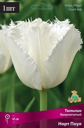 image (64)