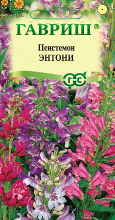 Пенстемон гибридный Энтони