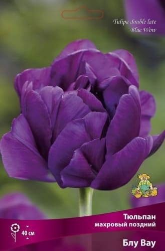 tulpan_mahrov_pozdny_blu_wow_kaper (1)