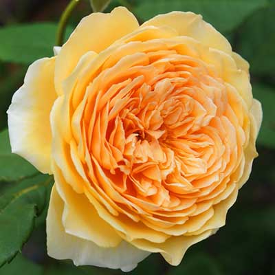 rosa_english_park_crown_princess_margareta
