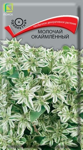 molochai_okaimlenny (1)