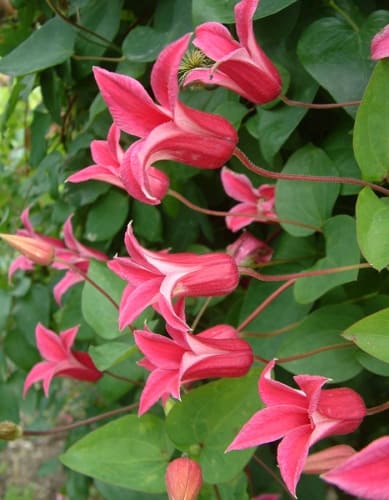 klematis-printsessa-diana-krupniy-plan (1)