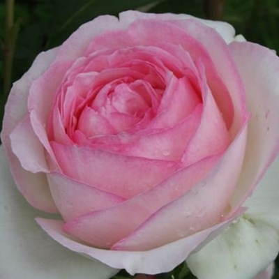 rosa_plet_per_de_ronsar