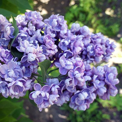 siren_obyknov_amy_shot