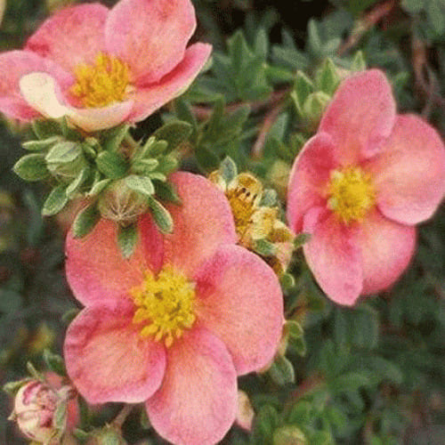 lapchatka_kustar_glamour_girl-0000