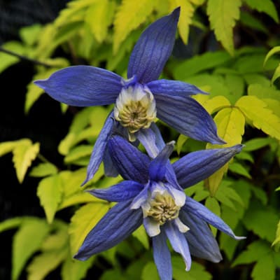 cl_clematis_stolvik_gold (1)